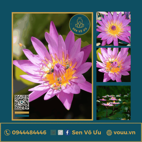 Giống hoa súng tím hồng T07 | Sen Vô Ưu