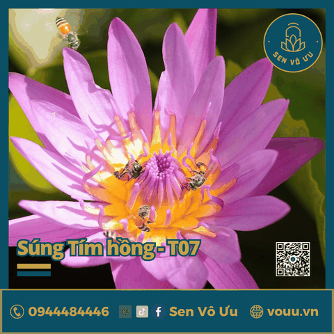 Giống hoa súng tím hồng T07 | Sen Vô Ưu