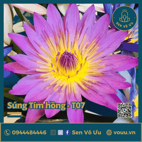 Giống hoa súng tím hồng T07 | Sen Vô Ưu