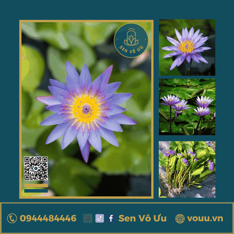 Giống hoa súng tím T04 | Sen Vô Ưu