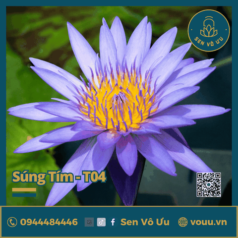 Giống hoa súng tím T04 | Sen Vô Ưu