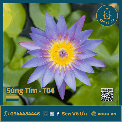 Giống hoa súng tím T04 | Sen Vô Ưu