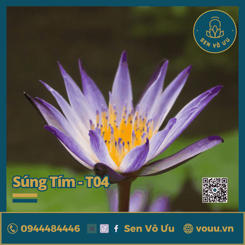 Giống hoa súng tím T04 | Sen Vô Ưu