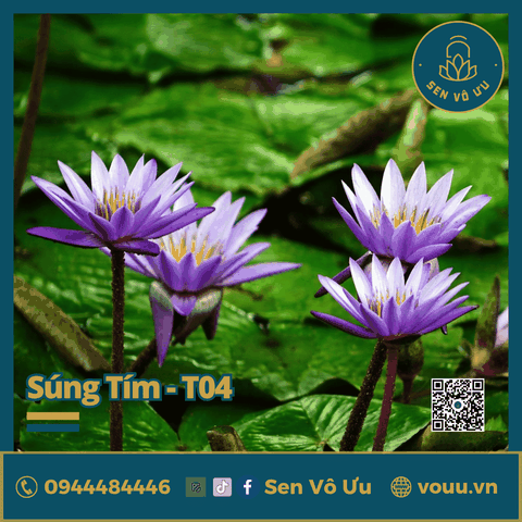 Giống hoa súng tím T04 | Sen Vô Ưu