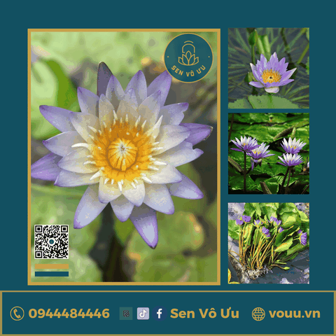 Giống hoa súng tím nhạt T05 | Sen Vô Ưu