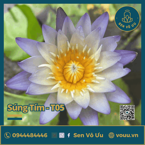 Giống hoa súng tím nhạt T05 | Sen Vô Ưu