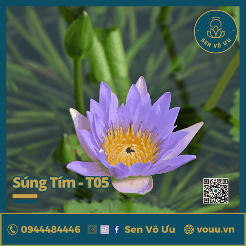 Giống hoa súng tím nhạt T05 | Sen Vô Ưu