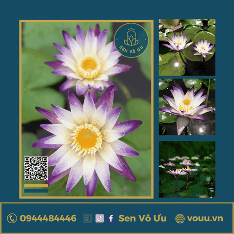 Giống hoa súng tím trắng T06 | Sen Vô Ưu