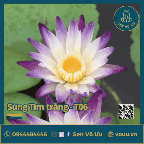 Giống hoa súng tím trắng T06 | Sen Vô Ưu