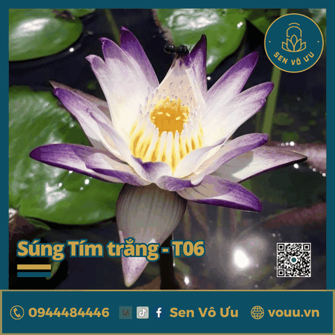 Giống hoa súng tím trắng T06 | Sen Vô Ưu