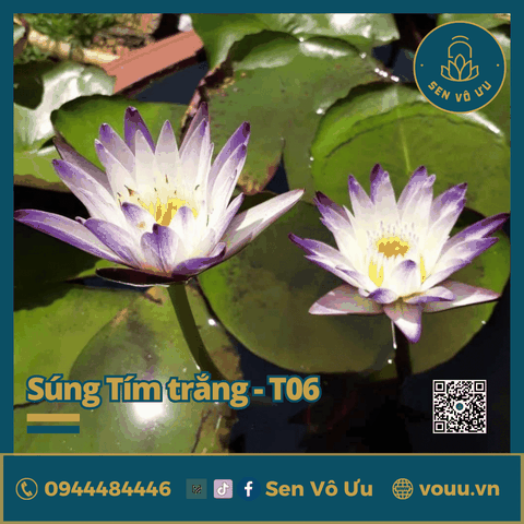 Giống hoa súng tím trắng T06 | Sen Vô Ưu