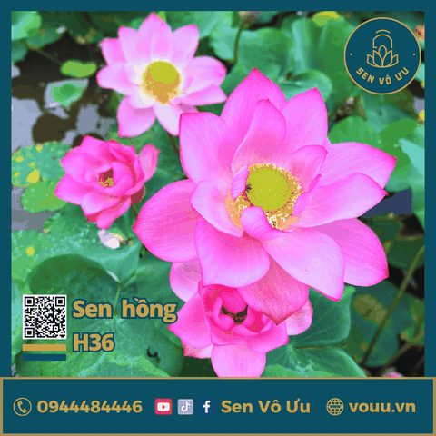 Giống sen Blue Larten H36 | Sen Vô Ưu