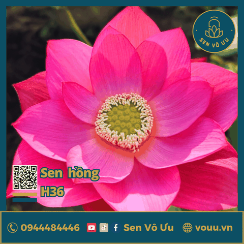 Giống sen Blue Larten H36 | Sen Vô Ưu
