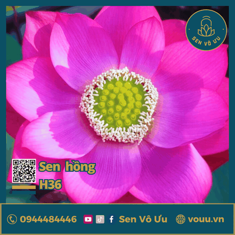 Giống sen Blue Larten H36 | Sen Vô Ưu