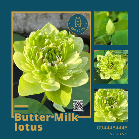 Giống sen Butter Milk lotus | Sen Vô Ưu