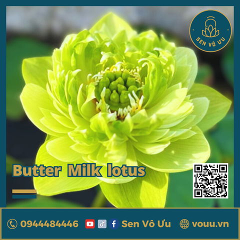 Giống sen Butter Milk lotus | Sen Vô Ưu