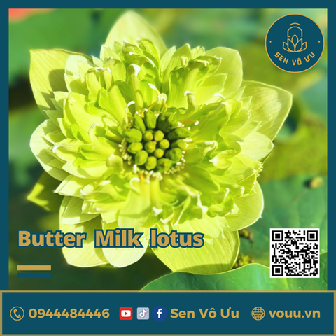 Giống sen Butter Milk lotus | Sen Vô Ưu