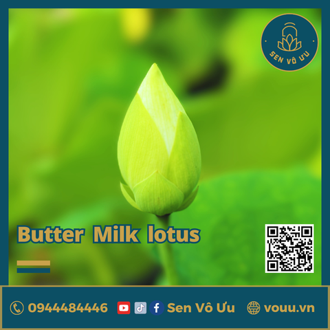 Giống sen Butter Milk lotus | Sen Vô Ưu