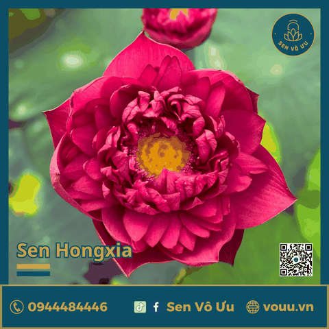 Giống sen đỏ Hongxia | Sen Vô Ưu