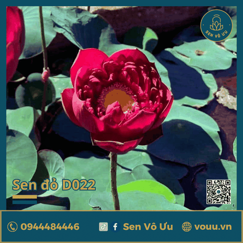 Giống sen đỏ Hongxia | Sen Vô Ưu