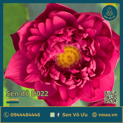 Giống sen đỏ Hongxia | Sen Vô Ưu