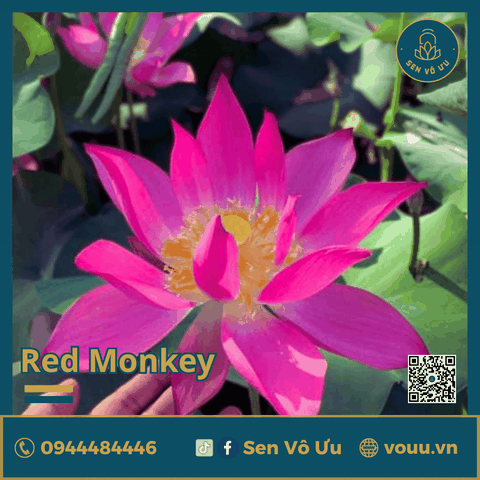 Giống sen đỏ Red Monkey | Sen Vô Ưu
