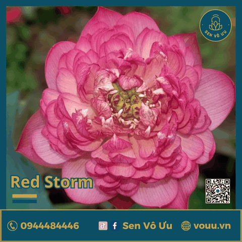 Giống sen đỏ Red Storm | Sen Vô Ưu