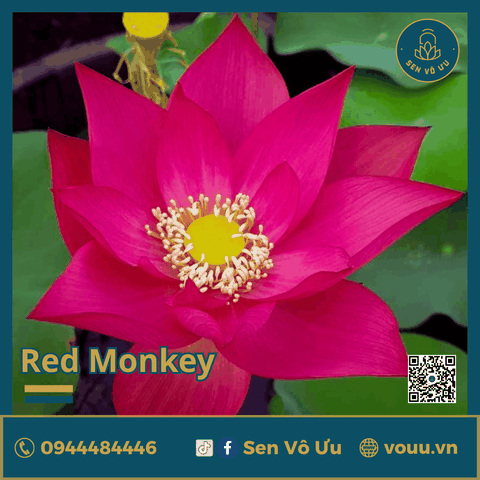 Giống sen đỏ Red Monkey | Sen Vô Ưu
