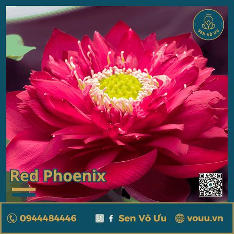 Giống sen đỏ Red Phoenix | Sen Vô Ưu
