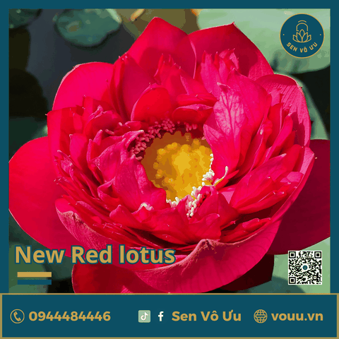 Giống sen đỏ New Red lotus | Sen Vô Ưu