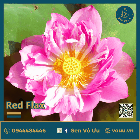 Giống sen Red Flag | Sen Vô Ưu