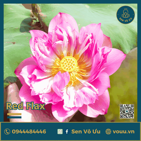 Giống sen Red Flag | Sen Vô Ưu