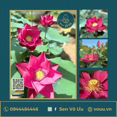 Giống sen đỏ Triệu Yến Hồng | Sen Vô Ưu