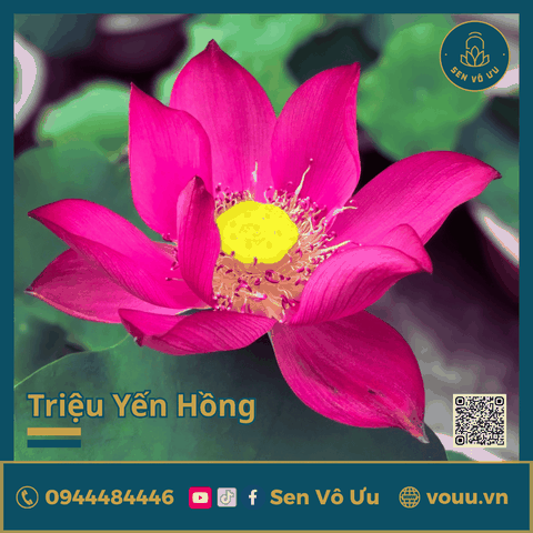 Giống sen đỏ Triệu Yến Hồng | Sen Vô Ưu