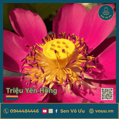 Giống sen đỏ Triệu Yến Hồng | Sen Vô Ưu
