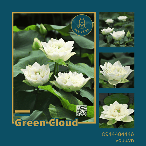 Giống sen Green Cloud lotus | Sen Vô Ưu