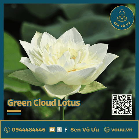 Giống sen Green Cloud lotus | Sen Vô Ưu