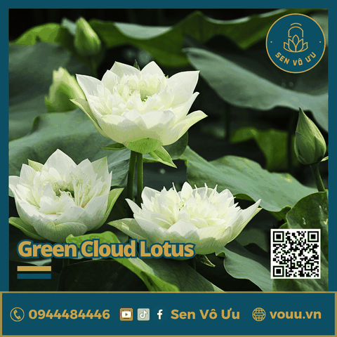 Giống sen Green Cloud lotus | Sen Vô Ưu