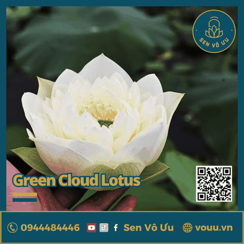 Giống sen Green Cloud lotus | Sen Vô Ưu