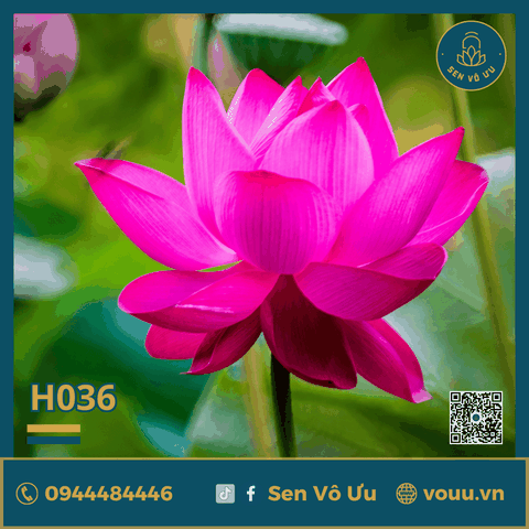 Giống sen Đài Loan thu hạt | Giống sen hạt | Sen Vô Ưu