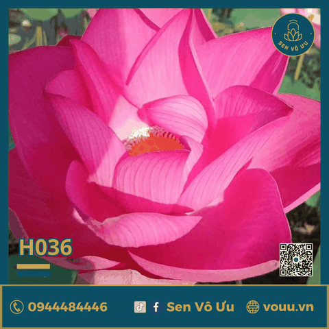 Giống sen Đài Loan thu hạt | Giống sen hạt | Sen Vô Ưu