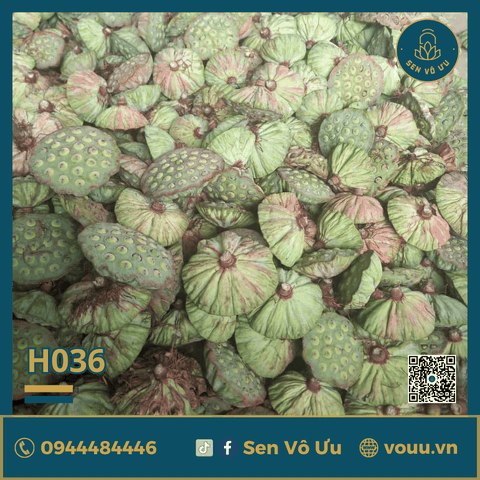 Giống sen Đài Loan thu hạt | Giống sen hạt | Sen Vô Ưu