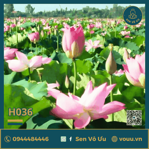 Giống sen Đài Loan thu hạt | Giống sen hạt | Sen Vô Ưu