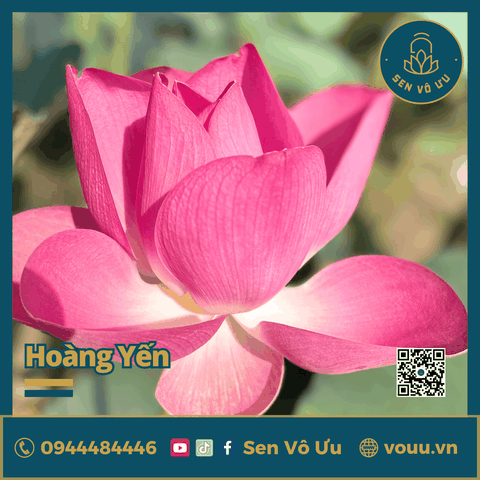 Giống sen Hoàng Yến | Sen Vô Ưu