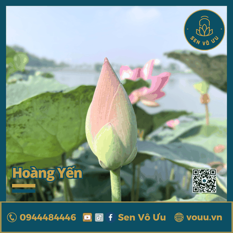 Giống sen Hoàng Yến | Sen Vô Ưu