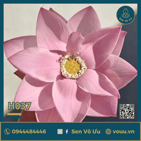 Giống sen Yaochi | Sen Vô Ưu