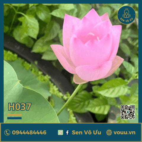 Giống sen Yaochi | Sen Vô Ưu