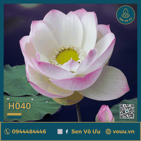 Giống sen Hồng Cánh đơn H40 | Sen Vô Ưu