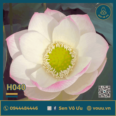Giống sen Hồng Cánh đơn H40 | Sen Vô Ưu
