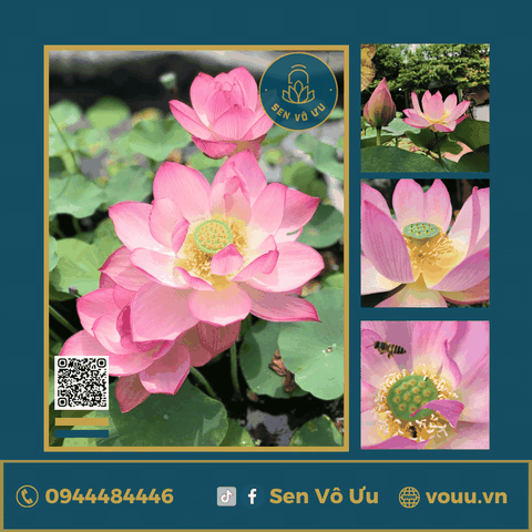 Giống sen Lăng Vũ H39 | Sen Vô Ưu